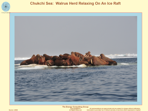 Chukchi Sea:  Walrus Herd Relaxing On An Ice Raft