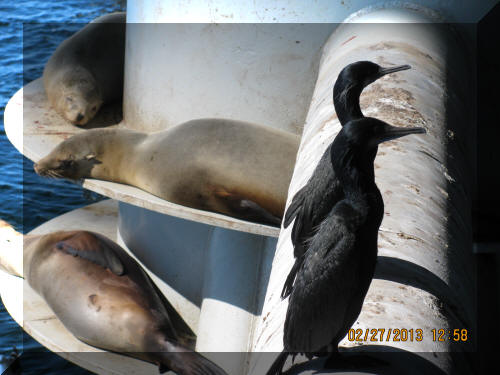 Offshore California:  Sea Lions Like Oil and Gas Production Platforms